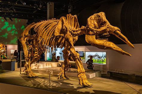 Dinosaur exhibits, Royal Tyrrell Museum, … – License image – 14140118 ...