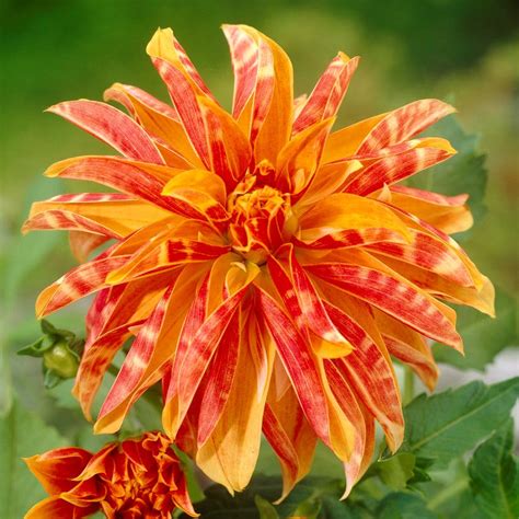 Dahlia Planting Guide – Easy To Grow Bulbs