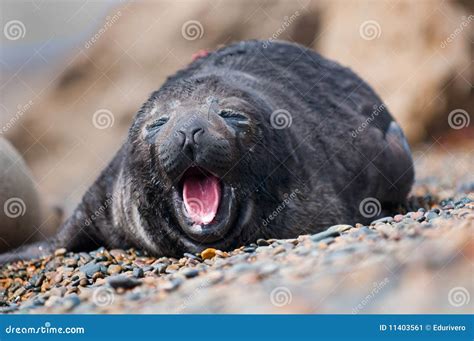 Baby Seal Yawning stock image. Image of wildlife, america - 11403561