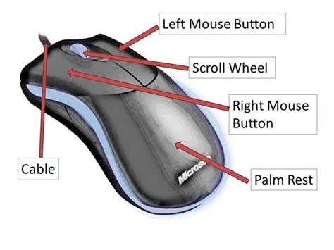 Parts Of A Mouse And Its Functions (Explained With, 51% OFF