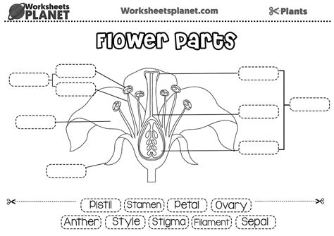 Labeling Parts Of A Flower