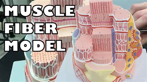 Skeletal Muscle Cell Model