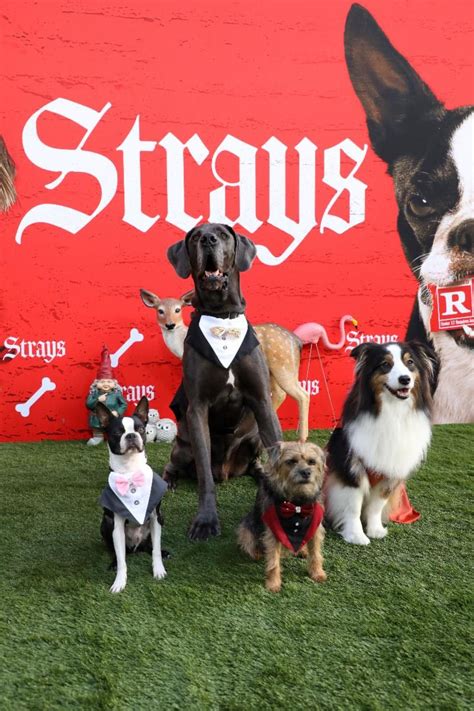 Dog Stars Roll-Over For "Strays" Movie Premiere | LATF USA NEWS