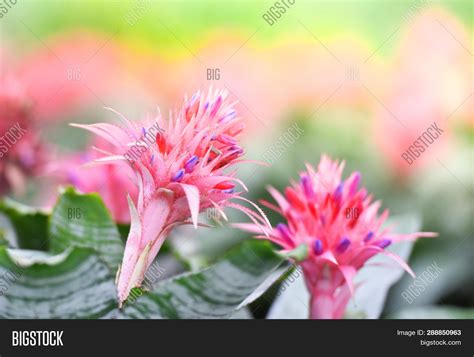 Beautiful Pink Image & Photo (Free Trial) | Bigstock