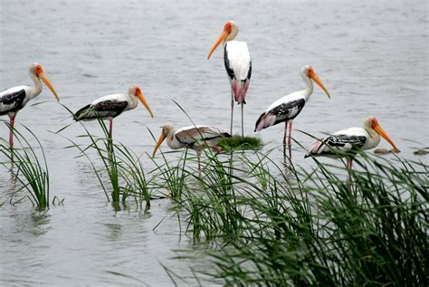 Yamuna Biodiversity Park | Sahapedia