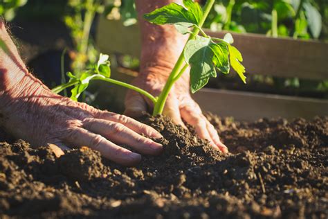 Fulham Horticultural Society says now is the time to plant from seed | LBHF