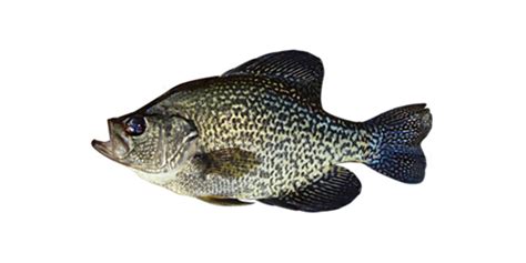 Black Crappie - Fishing Planet Wiki