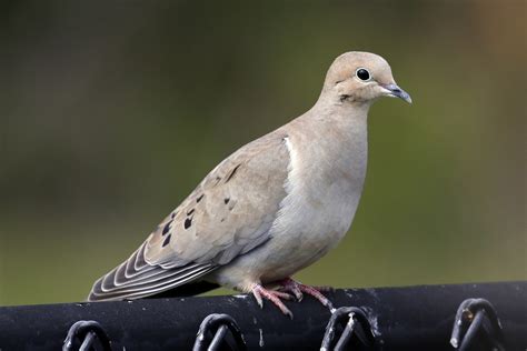 Mourning Dove (The Birds of Great Falls) · iNaturalist