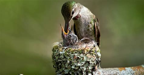 "Baby Hummingbirds": How These Tiny Birds Grow From Egg to Fledgling