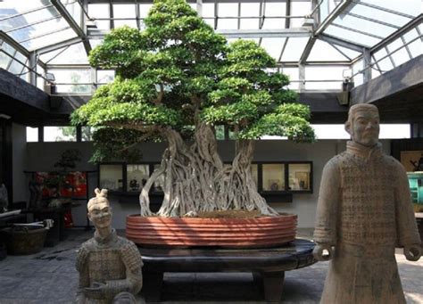 Most Expensive Bonsai Trees in the World | Bonsai2U Blog