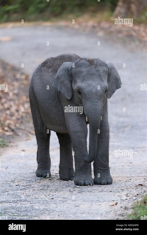 Elephant baby Playing on the road Stock Photo - Alamy