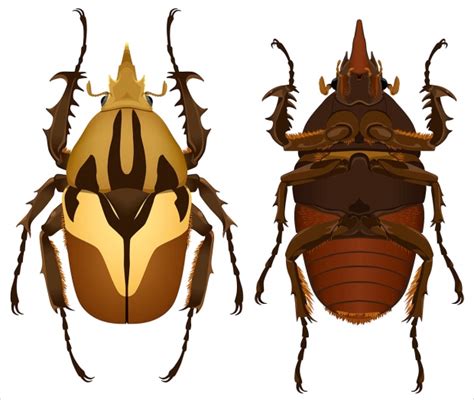 Scarab Beetle Anatomy | Deviche Designs