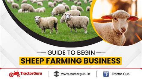 Ultimate Guide to begin Sheep Farming Business in India