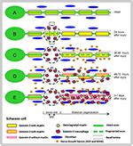 Frontiers | Modern Trends for Peripheral Nerve Repair and Regeneration ...