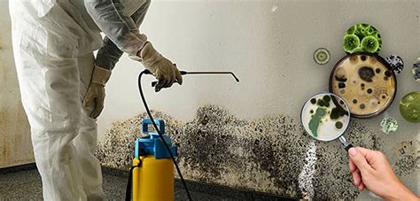 Black Mold Testing | Toxic Mold Testing Kits for Home and Office ...