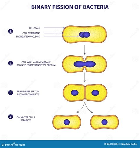 Binary Fission Process Of Bacteria Vector Illustration Diagram ...