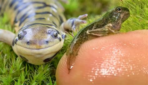 Discover Amphibians and Their Unique Adaptations