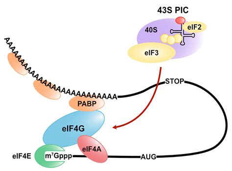 Cells | Free Full-Text | Translation Initiation Regulated by RNA ...