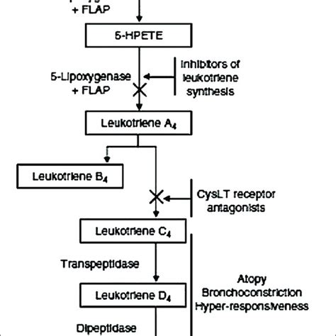 | Cysteinyl leukotriene synthesis pathway. Leukotriene biosynthesis ...