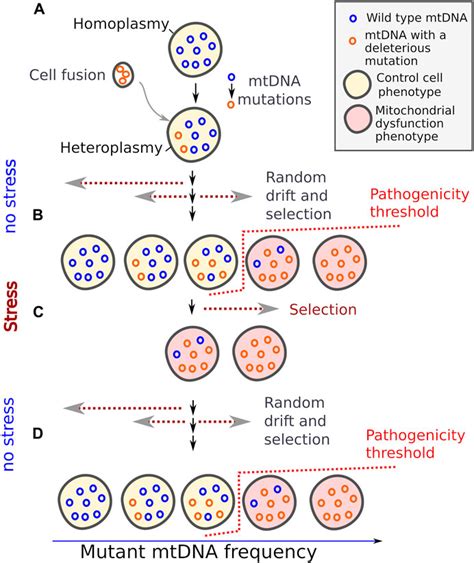 Frontiers | Mitochondrial heteroplasmy as a cause of cell-to-cell ...