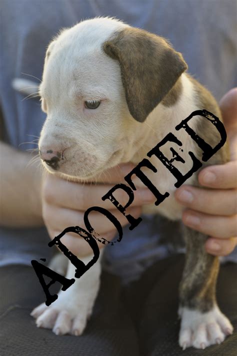 6 Pitbull/cross puppies up for adoption - Placencia Humane Society