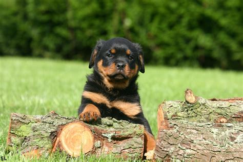 Rottweiler Puppy Wallpapers - Top Free Rottweiler Puppy Backgrounds ...