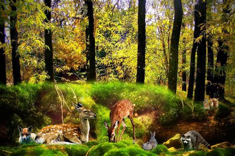 Download Forest, Fantasy, Animals. Royalty-Free Stock Illustration ...