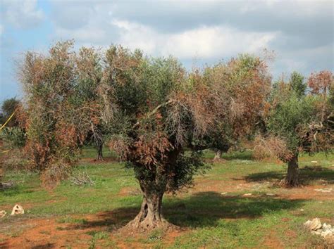 Xylella, piaga incurabile - La Nuova Ecologia