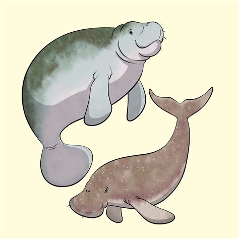 ArtStation - Manatee and Dugong