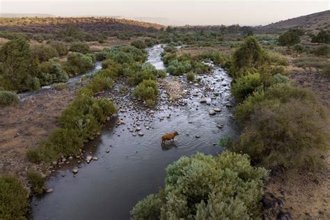 Jordan River, Jesus' baptism site, is today barely a trickle | AP News