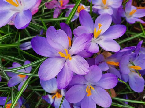 Best Spring Flowers Names | Best Flower Site