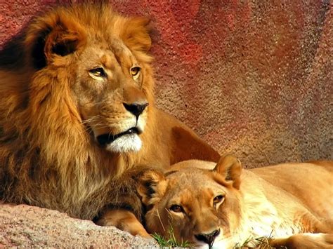 Lion Couple HD desktop wallpaper : Widescreen : High Definition ...