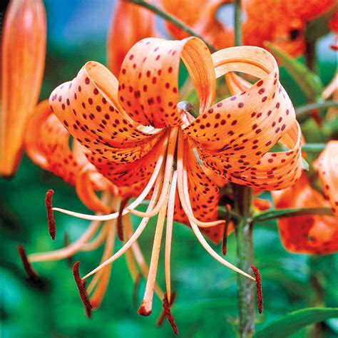 Shop Orange Tiger Lily | Breck's