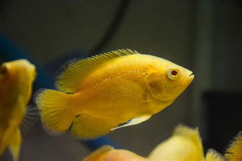 15 Types of Oscar Fish and Their Color Schemes