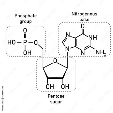 Chemical structure of DNA nucleotide. Three parts of a nucleotide ...