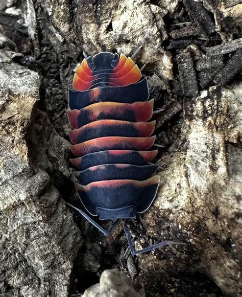 aquariums that have giant isopod? : r/isopods