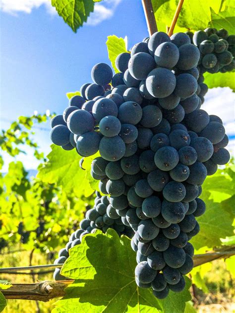 In Praise of Pinot Noir | Wine Adventures Magazine