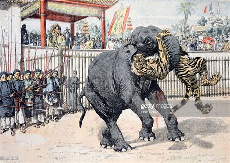 Elephant Tiger Fight Spectacle in Chinese or Vietnamese Circus News ...