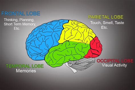 Cerebrum: Definition, Anatomy And Function