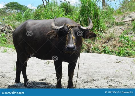 Carabao Or Water Buffalo Stock Photography | CartoonDealer.com #98808758