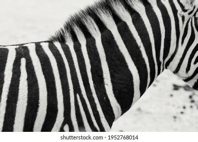 Zebra Stripes Striped Life Natural Camouflage Stock Photo 1952768014 ...