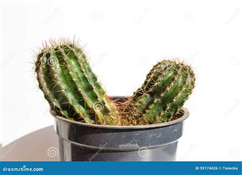 Pair cactus in pot stock photo. Image of idea, flower - 59174626