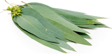 Eucalyptus Leaves Information, Recipes and Facts