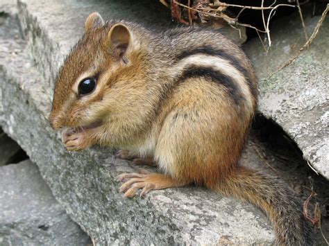 Eastern chipmunk - Wikipedia