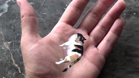 Worlds smallest cat - YouTube