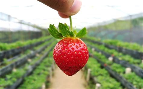 Sergio’s Farm: Organic Strawberry Farm in Cebu – Vivomigsgee