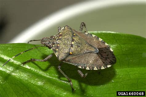 brown marmorated stink bug, Halyomorpha halys (Hemiptera: Pentatomidae ...