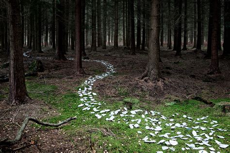 Temporary Installations Create Winding Paths Through a Forest in the ...