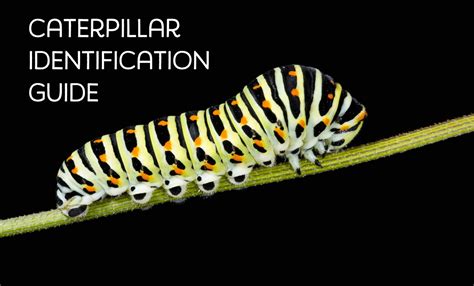 Caterpillar Identification Guide: 38 Caterpillar Species With Photos ...