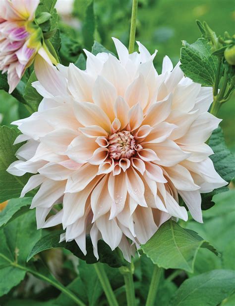 Dahlia 'Café au Lait' - Tesselaar